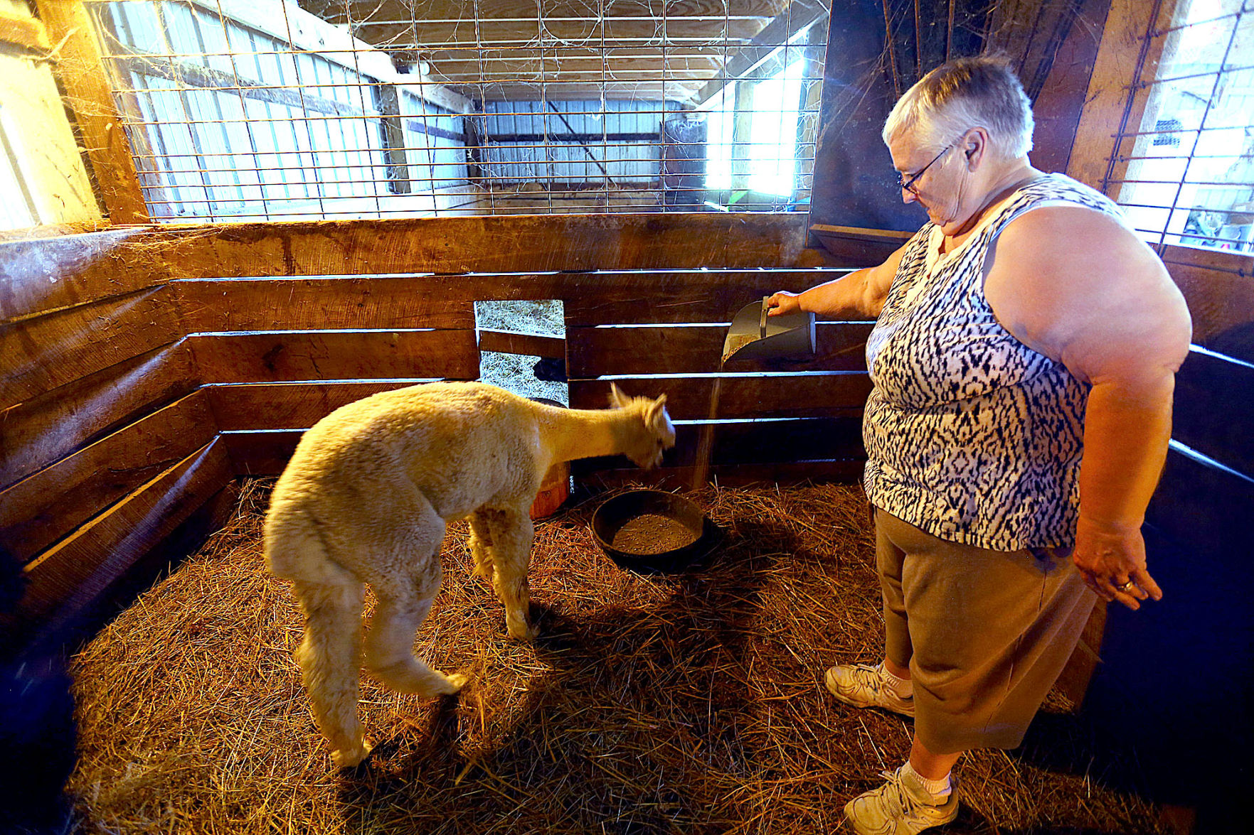 Alpaca Farm 05.jpg